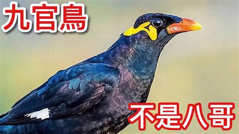 九官鳥壽命